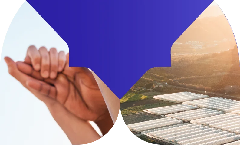 Imagen donde se muestras las raíces de ganfer group